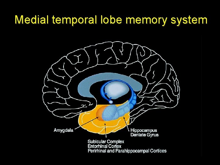 Medial temporal lobe memory system Medial temporal lobe memory system