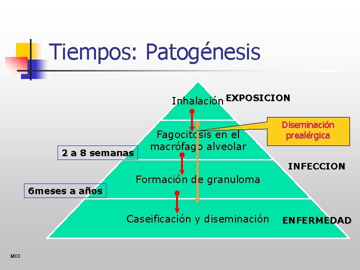 Tiempos: Patogénesis Inhalación EXPOSICION 2 a 8 semanas Fagocitosis en el macrófago alveolar Diseminación