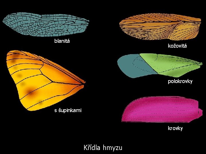 blanitá kožovitá polokrovky s šupinkami krovky Křídla hmyzu 