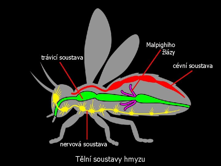 trávicí soustava Malpighiho žlázy cévní soustava nervová soustava Tělní soustavy hmyzu 