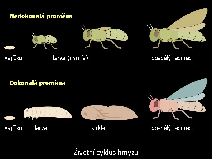 Nedokonalá proměna vajíčko larva (nymfa) dospělý jedinec Dokonalá proměna vajíčko larva kukla Životní cyklus