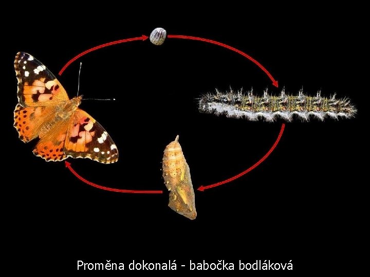 Proměna dokonalá - babočka bodláková 