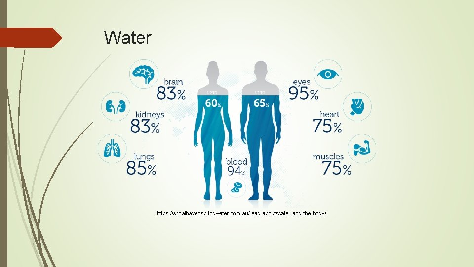 Water https: //shoalhavenspringwater. com. au/read-about/water-and-the-body/ 