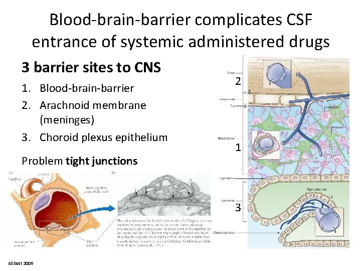 Blood-brain-barrier complicates CSF entrance of systemic administered drugs 3 barrier sites to CNS 1.