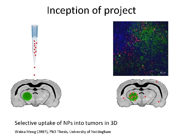 Inception of project Selective uptake of NPs into tumors in 3 D Weina Meng