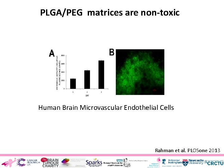 PLGA/PEG matrices are non-toxic Human Brain Microvascular Endothelial Cells Rahman et al. PLOSone 2013