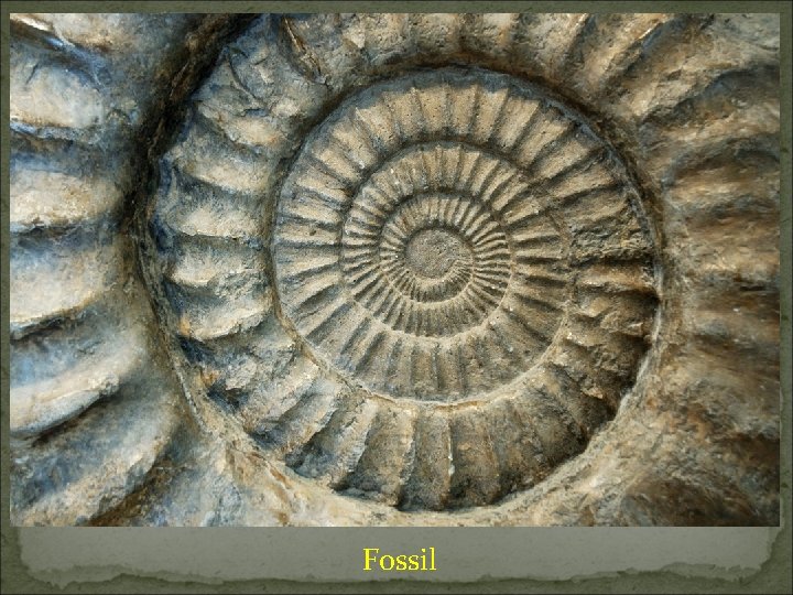 Fossil 