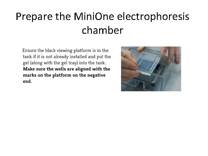 Prepare the Mini. One electrophoresis chamber 