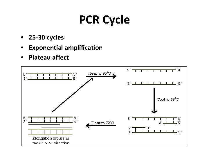 PCR Cycle • 25 -30 cycles • Exponential amplification • Plateau affect 