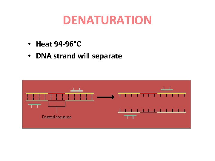 DENATURATION • Heat 94 -96°C • DNA strand will separate 