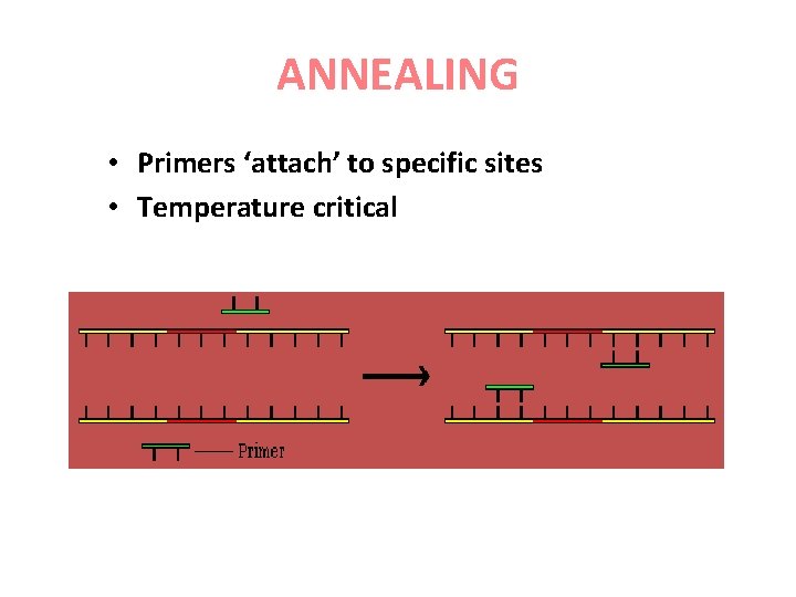 ANNEALING • Primers ‘attach’ to specific sites • Temperature critical 