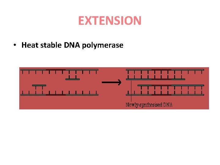 EXTENSION • Heat stable DNA polymerase 