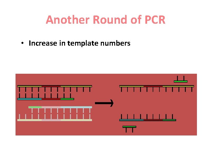 Another Round of PCR • Increase in template numbers 