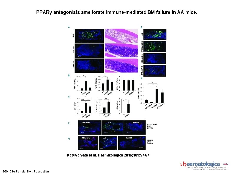 PPARγ antagonists ameliorate immune-mediated BM failure in AA mice. Kazuya Sato et al. Haematologica