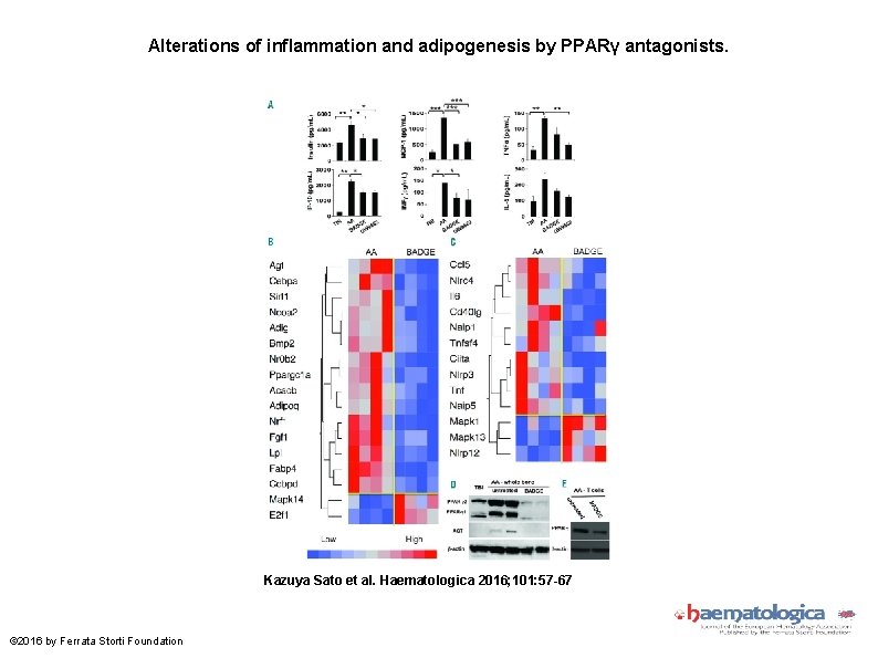 Alterations of inflammation and adipogenesis by PPARγ antagonists. Kazuya Sato et al. Haematologica 2016;