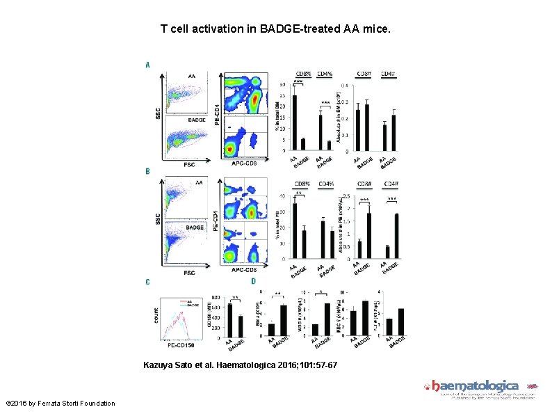 T cell activation in BADGE-treated AA mice. Kazuya Sato et al. Haematologica 2016; 101: