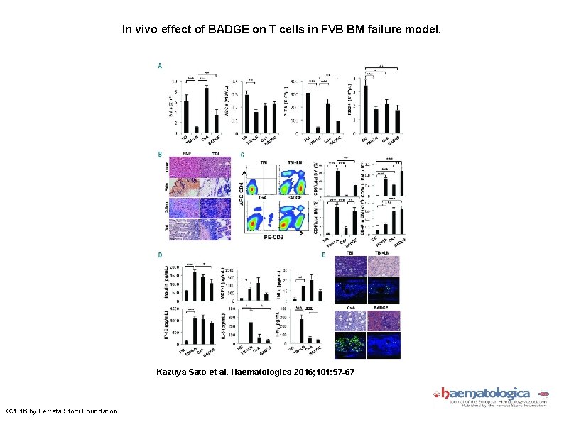 In vivo effect of BADGE on T cells in FVB BM failure model. Kazuya