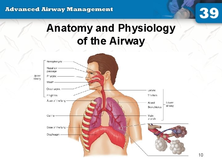 Anatomy and Physiology of the Airway 10 