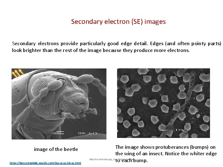 Secondary electron (SE) images Secondary electrons provide particularly good edge detail. Edges (and often Secondary electron (SE) images Secondary electrons provide particularly good edge detail. Edges (and often