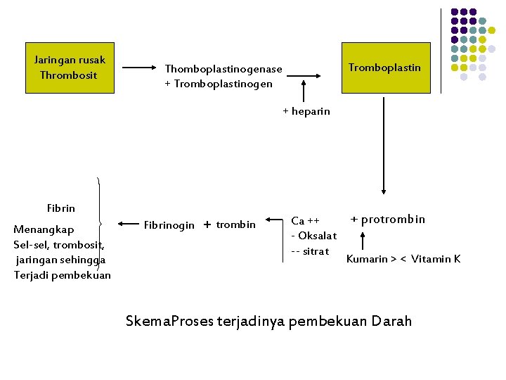 Jaringan rusak Thrombosit Tromboplastin Thomboplastinogenase + Tromboplastinogen + heparin Fibrin Menangkap Sel-sel, trombosit, jaringan