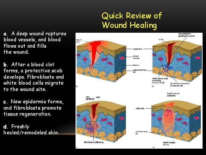 a. A deep wound ruptures blood vessels, and blood flows out and fills the