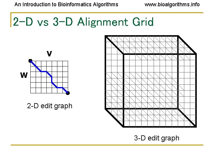 An Introduction to Bioinformatics Algorithms www. bioalgorithms. info 2 -D vs 3 -D Alignment