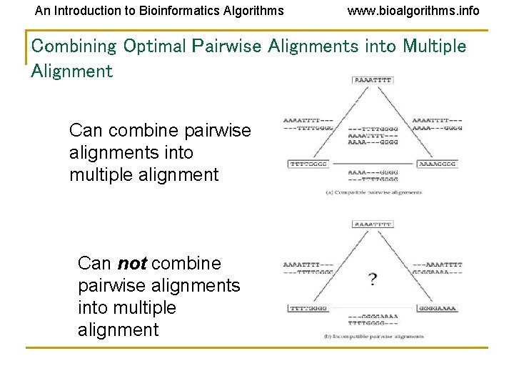 An Introduction to Bioinformatics Algorithms www. bioalgorithms. info Combining Optimal Pairwise Alignments into Multiple