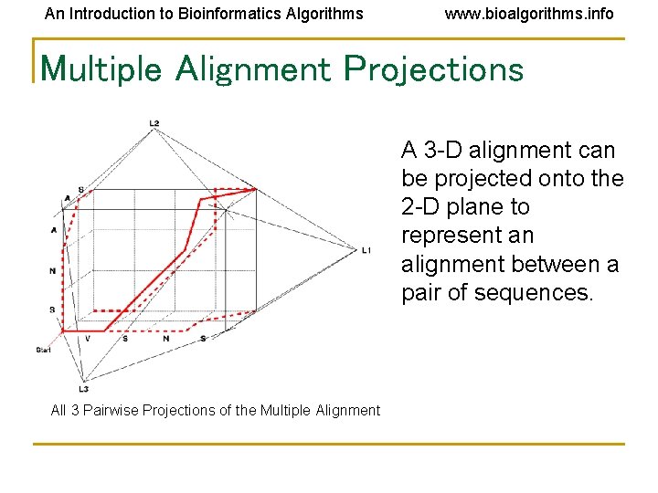 An Introduction to Bioinformatics Algorithms www. bioalgorithms. info Multiple Alignment Projections A 3 -D