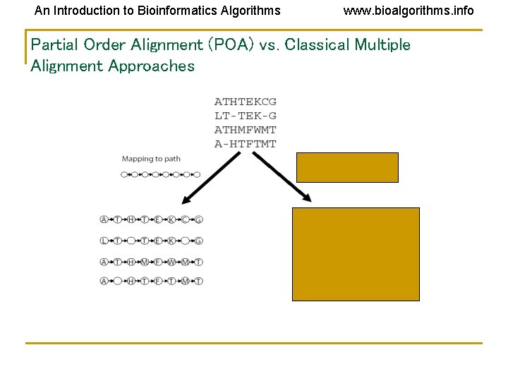 An Introduction to Bioinformatics Algorithms www. bioalgorithms. info Partial Order Alignment (POA) vs. Classical