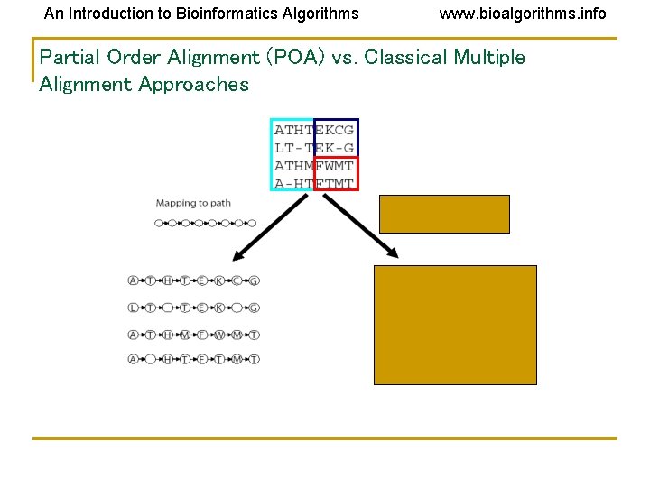 An Introduction to Bioinformatics Algorithms www. bioalgorithms. info Partial Order Alignment (POA) vs. Classical