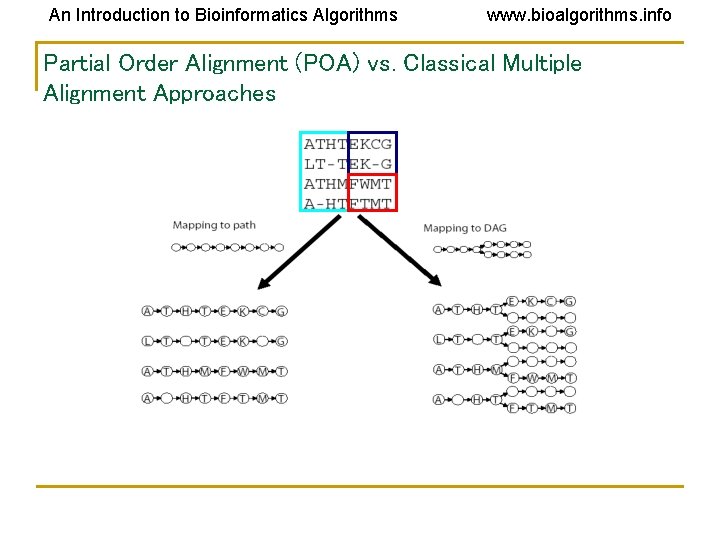 An Introduction to Bioinformatics Algorithms www. bioalgorithms. info Partial Order Alignment (POA) vs. Classical