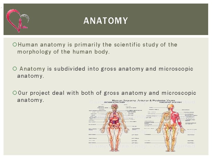 ANATOMY Human anatomy is primarily the scientific study of the morphology of the human