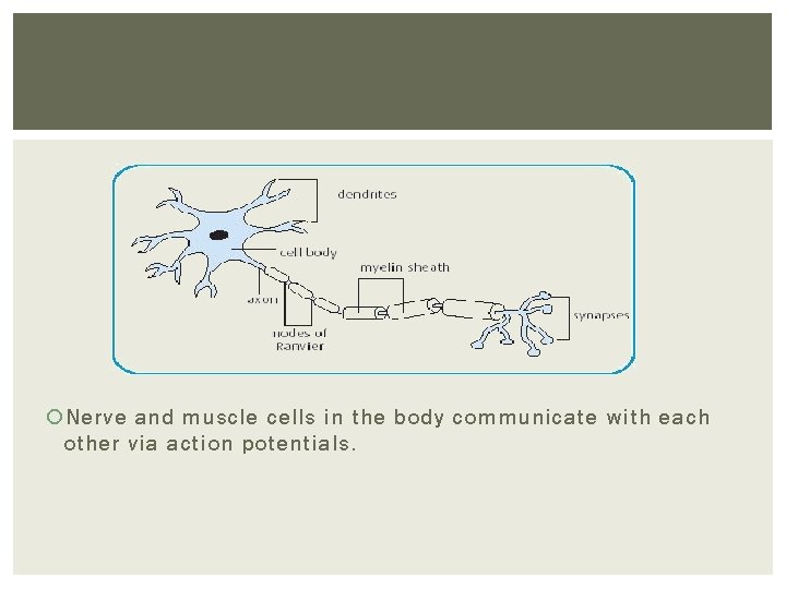  Nerve and muscle cells in the body communicate with each other via action