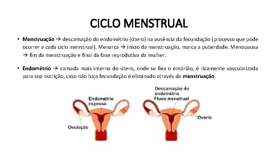 CICLO MENSTRUAL • Menstruação descamação do endométrio (útero) na ausência da fecundação (processo que