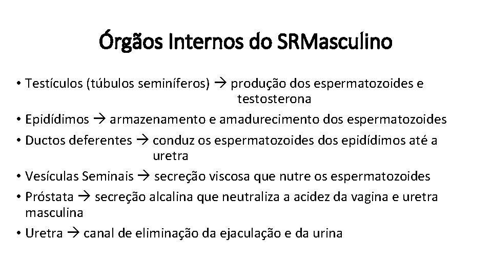 Órgãos Internos do SRMasculino • Testículos (túbulos seminíferos) produção dos espermatozoides e testosterona •