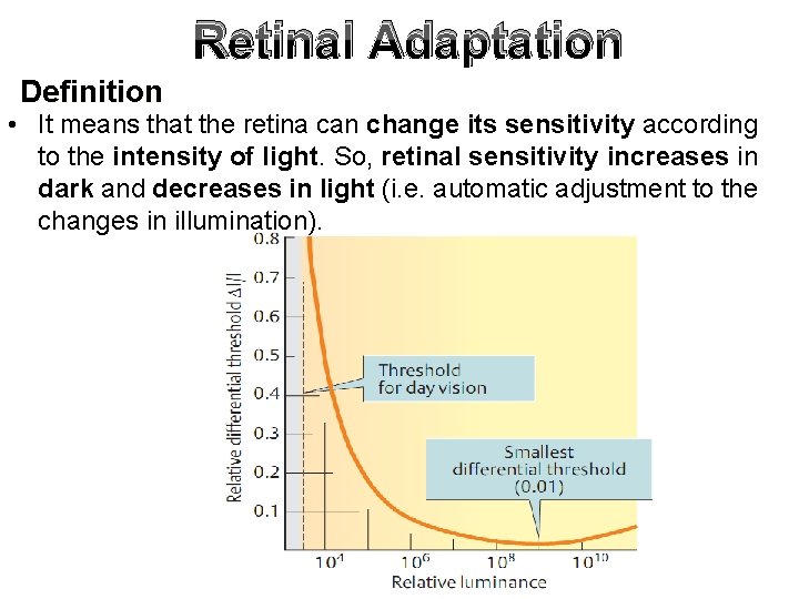 Retinal Adaptation Definition • It means that the retina can change its sensitivity according