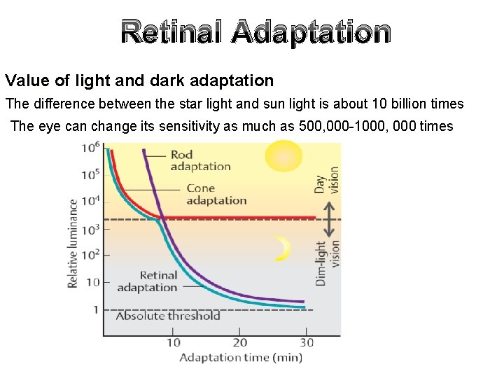 Retinal Adaptation Value of light and dark adaptation The difference between the star light