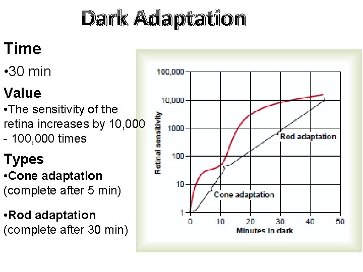 Dark Adaptation Time • 30 min Value • The sensitivity of the retina increases