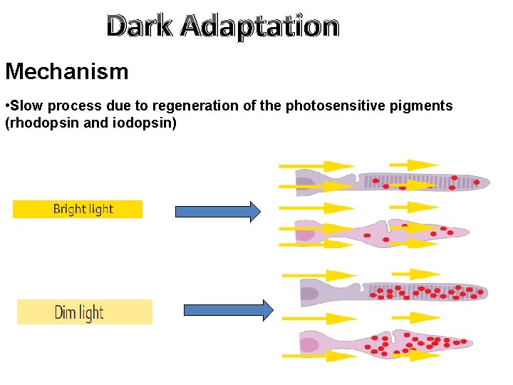 Dark Adaptation Mechanism • Slow process due to regeneration of the photosensitive pigments (rhodopsin