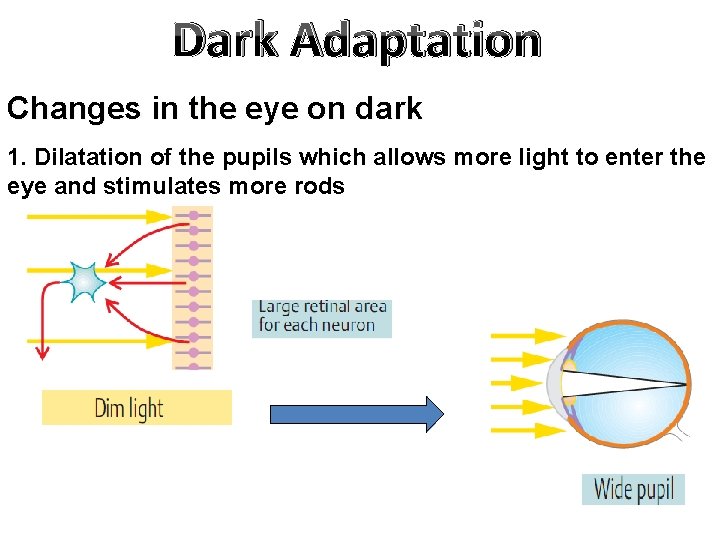 Dark Adaptation Changes in the eye on dark 1. Dilatation of the pupils which