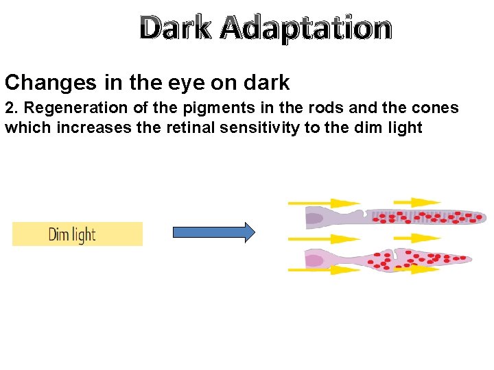 Dark Adaptation Changes in the eye on dark 2. Regeneration of the pigments in