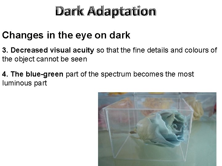 Dark Adaptation Changes in the eye on dark 3. Decreased visual acuity so that