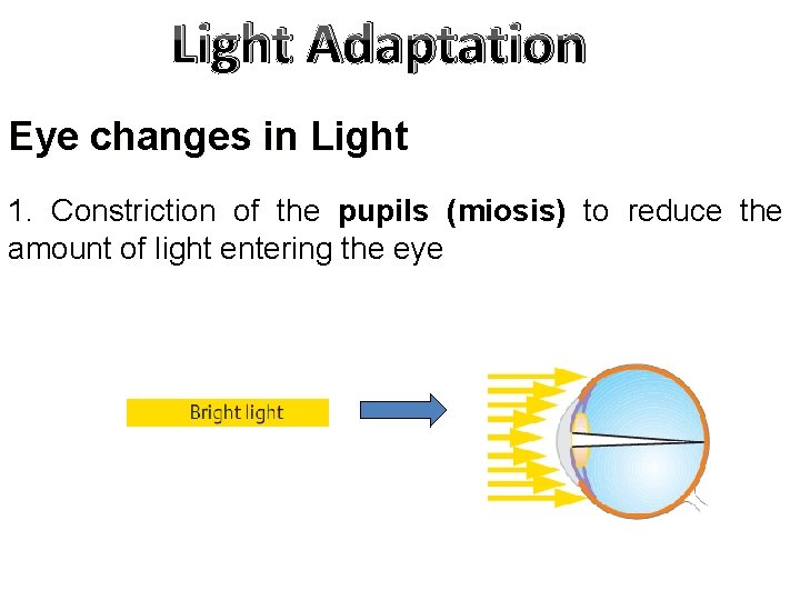 Light Adaptation Eye changes in Light 1. Constriction of the pupils (miosis) to reduce