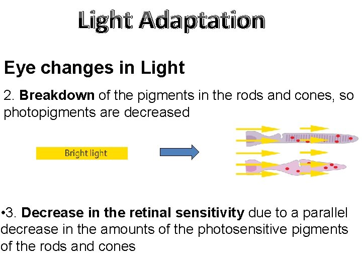 Light Adaptation Eye changes in Light 2. Breakdown of the pigments in the rods