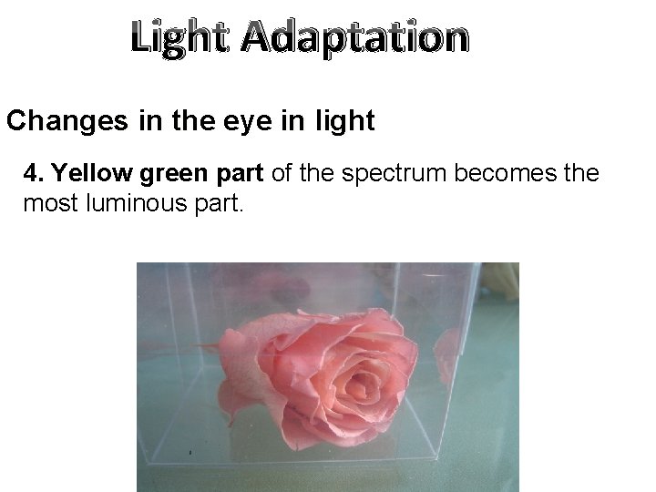 Light Adaptation Changes in the eye in light 4. Yellow green part of the