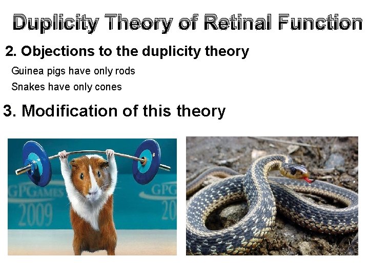 Duplicity Theory of Retinal Function 2. Objections to the duplicity theory Guinea pigs have