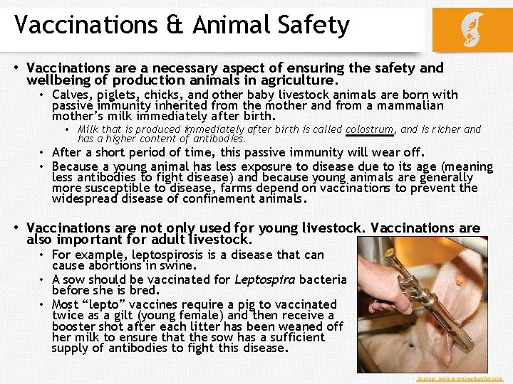 Vaccinations & Animal Safety • Vaccinations are a necessary aspect of ensuring the safety