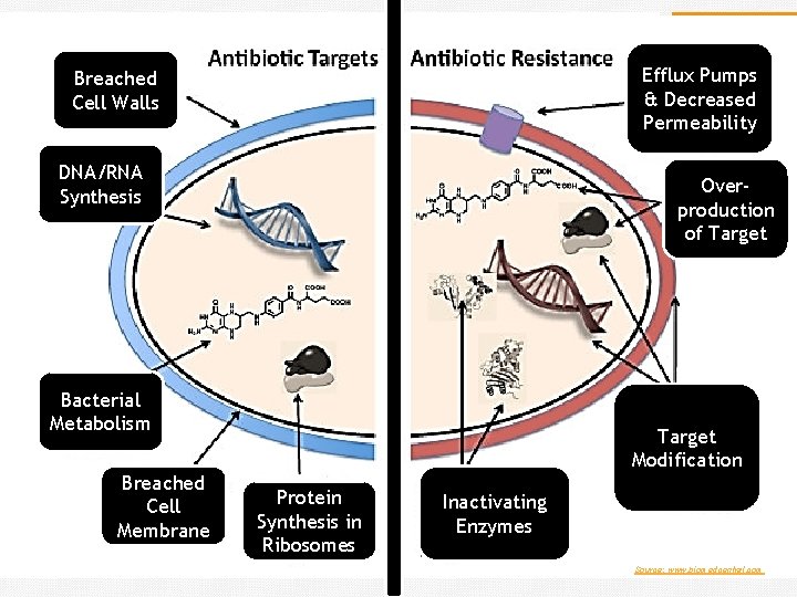 Efflux Pumps & Decreased Permeability Breached Cell Walls DNA/RNA Synthesis Overproduction of Target Bacterial