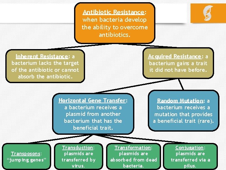 Antibiotic Resistance: when bacteria develop the ability to overcome antibiotics. Inherent Resistance: a bacterium