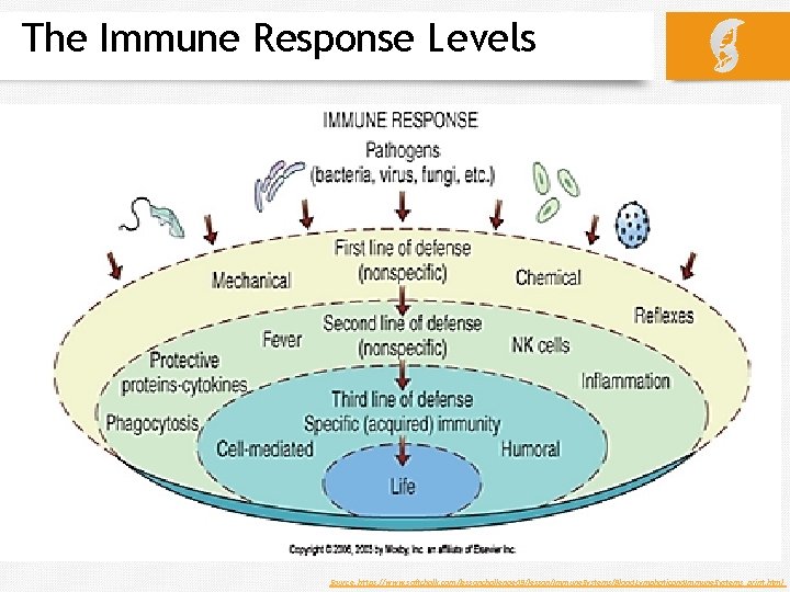 The Immune Response Levels Source: https: //www. softchalk. com/lessonchallenge 09/lesson/Immune. Systems/Blood. Lymphaticand. Immune. Systems_print.